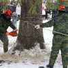 Главная новогодняя ель России срублена в Подмоско
