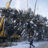 Главная новогодняя ель России срублена в Подмоско
