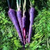 Настоящая морковь - фиолетовая