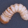 Шашлык из личинок жука-усача
