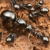Жареные муравьи