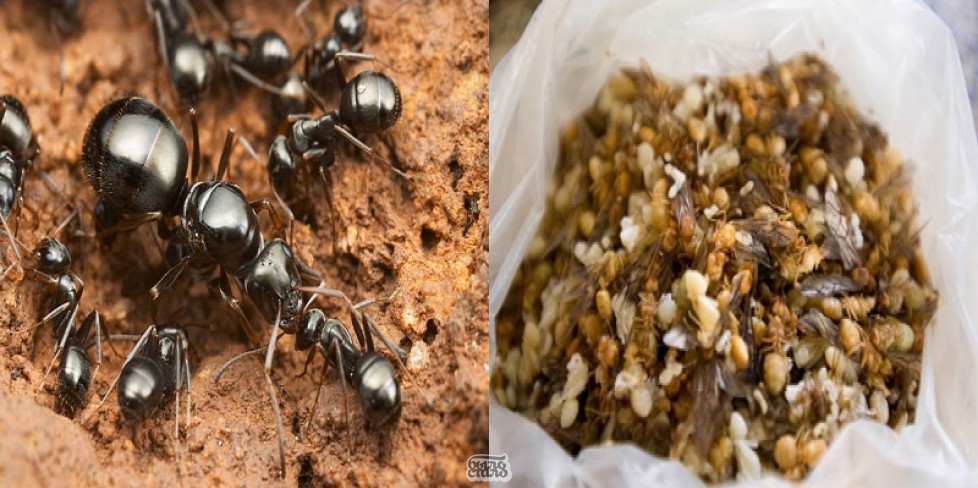 Жареные муравьи