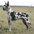 Немецкий дог
