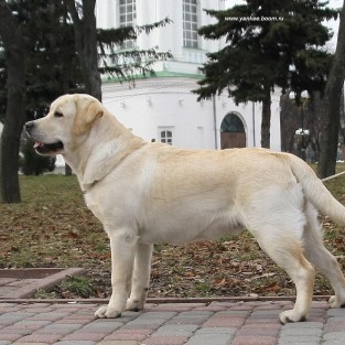 Лабрадор ретривер