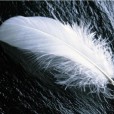 Картина из перьев 