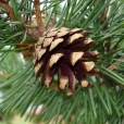 Шишка сосны
